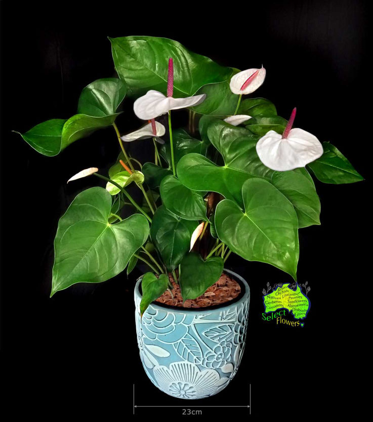 RED POINSETTIA IN TERRACOTTA