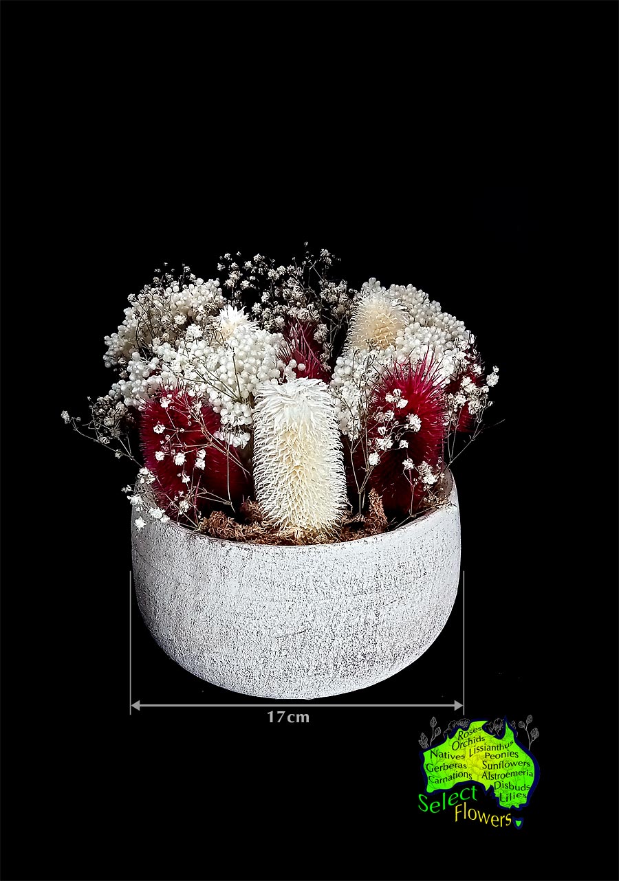 DRIED FLOWERS in 17cm CONTAINER