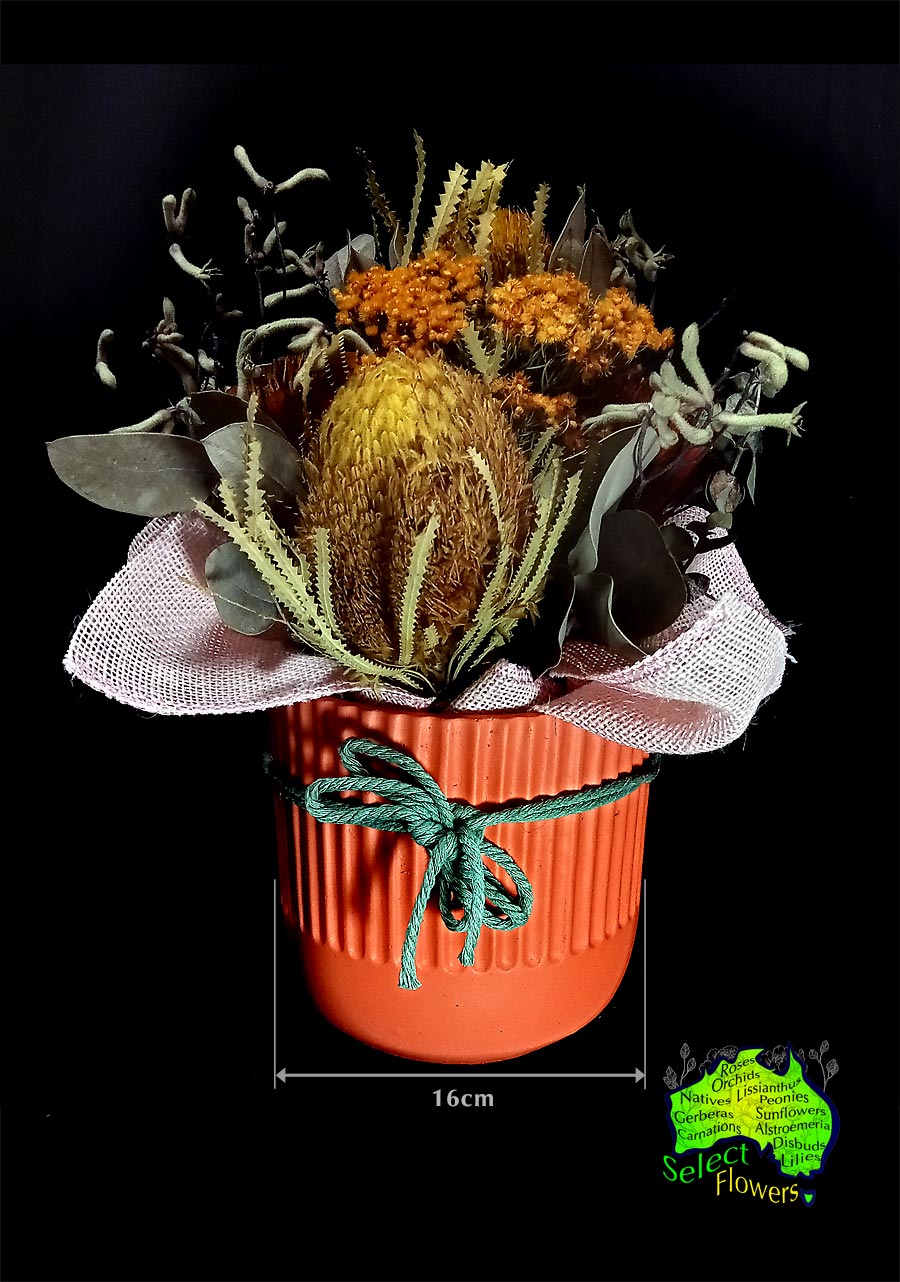 DRIED FLOWERS in 16cm CONTAINER