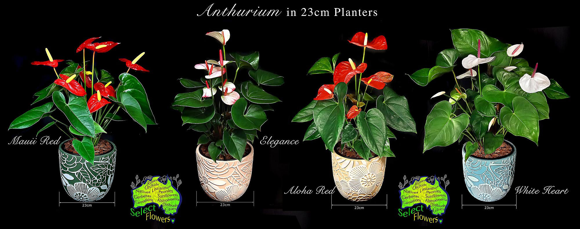 NOOSA FLORIST ANTHURIUM