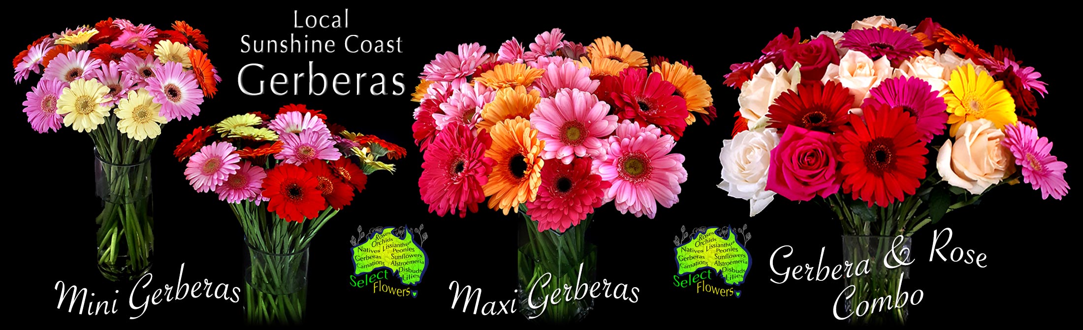NOOSA FLORIST GERBERAS