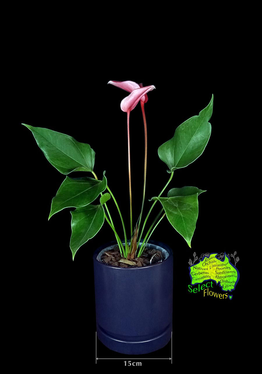 PINK ANTHURIUM IN CERAMIC