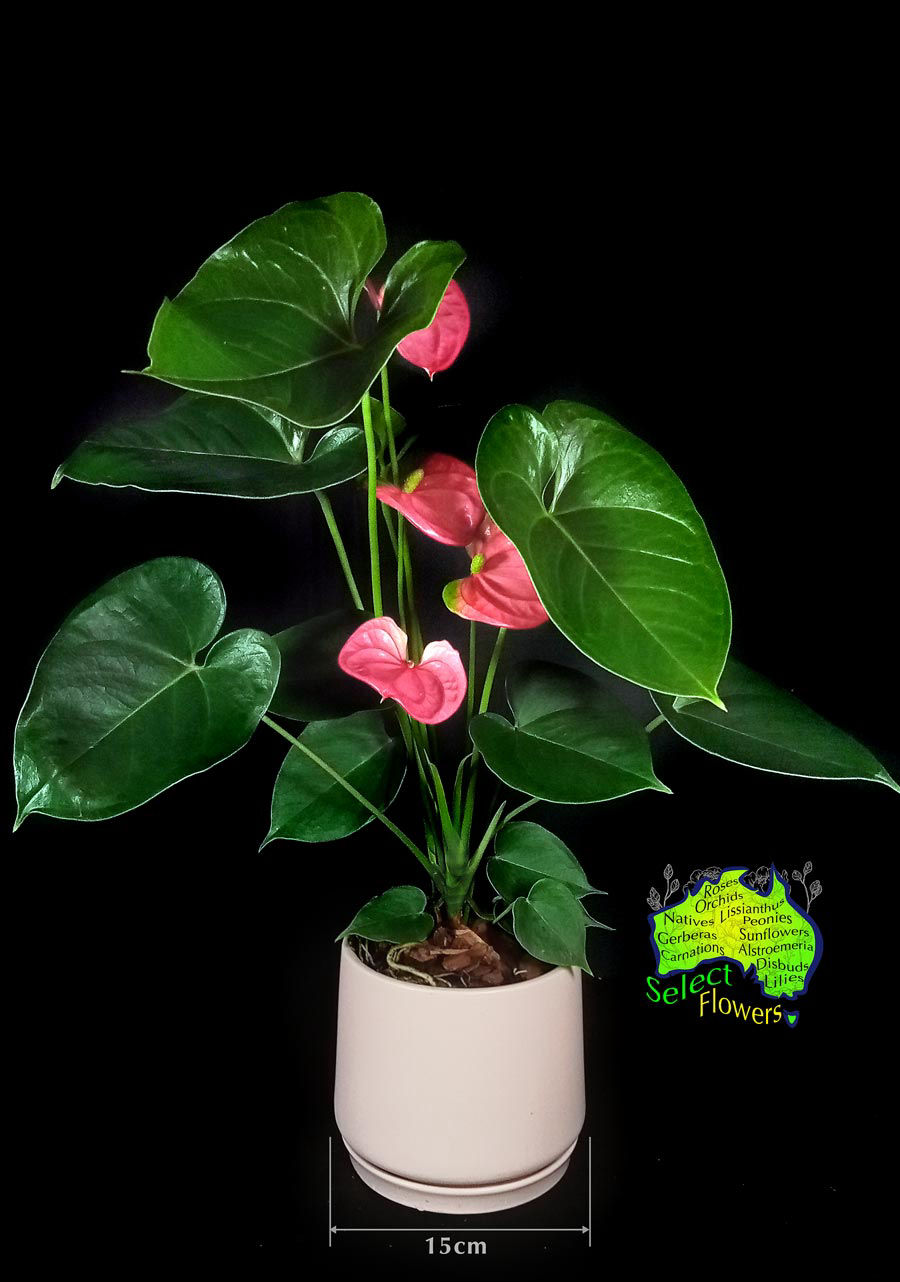 PINK ANTHURIUM IN PINK CERAMIC