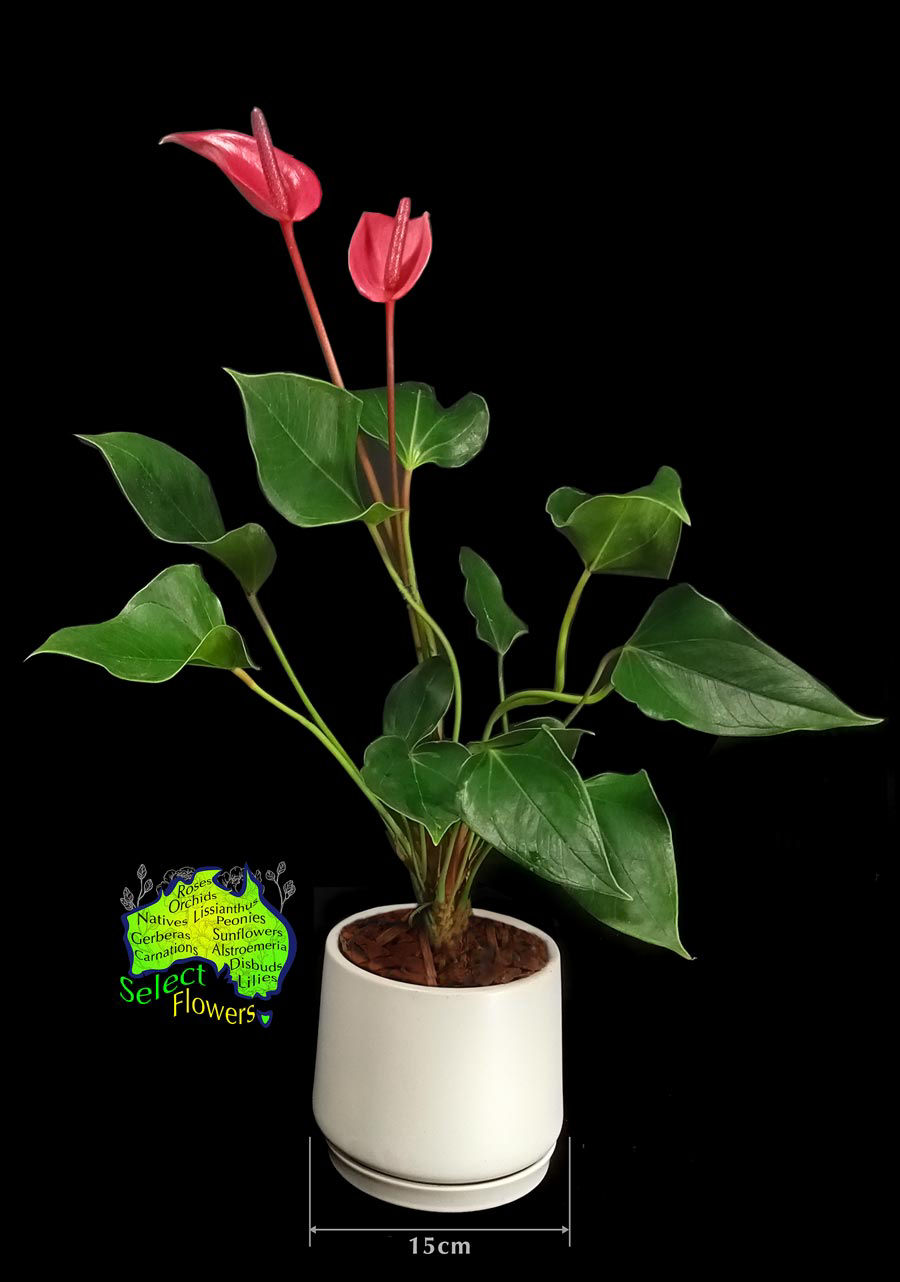 PINK ANTHURIUM IN CERAMIC