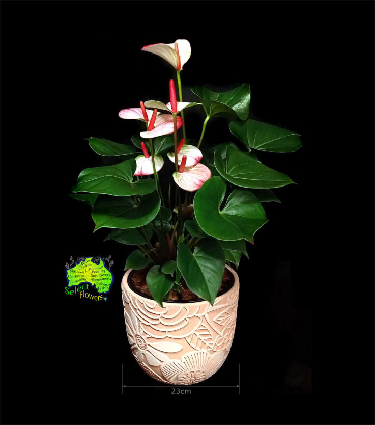RED ANTHURIUM IN CREAMIC
