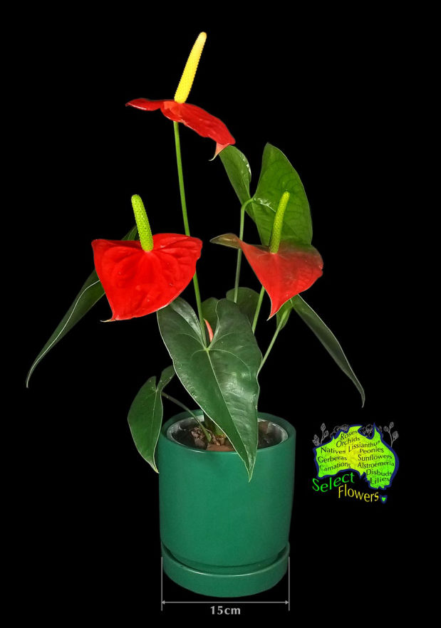 RED ANTHURIUM IN CREAMIC