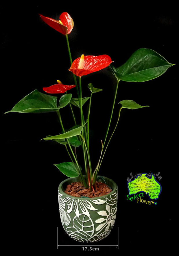 RED ANTHURIUM IN PLANTER