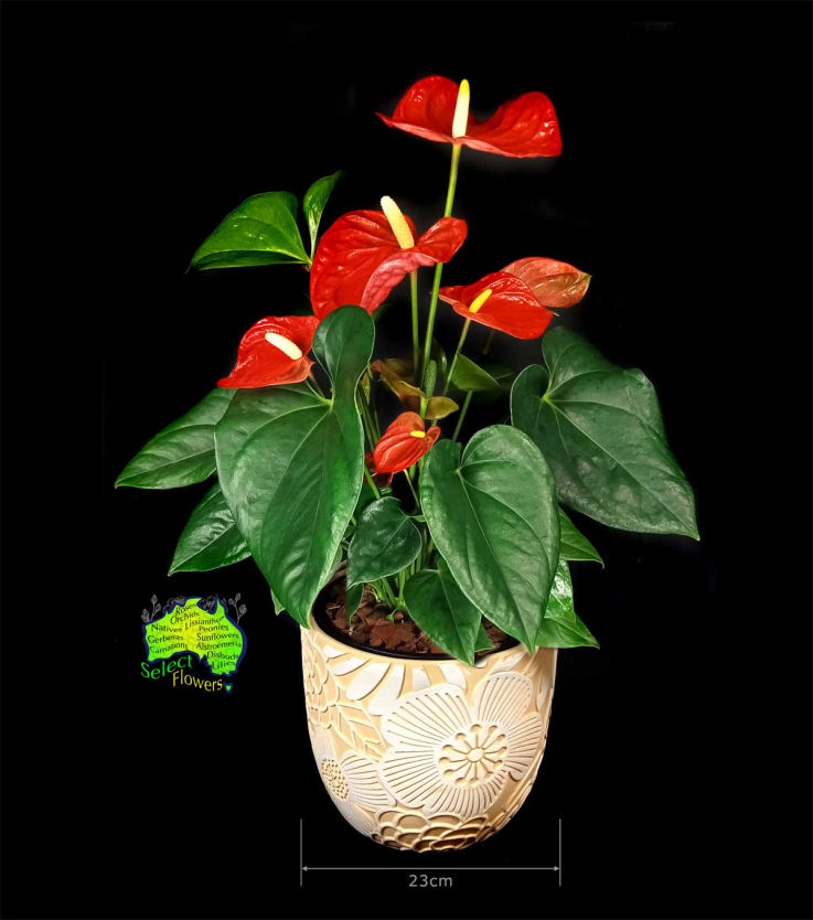 PINK POINSETTIA IN TERRACOTTA